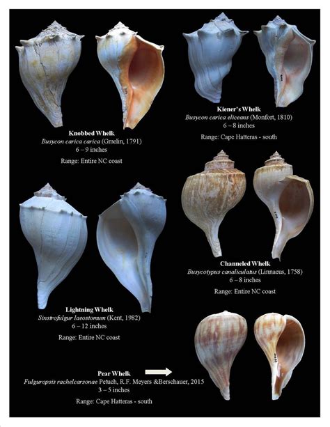 Shell Types 的图像结果