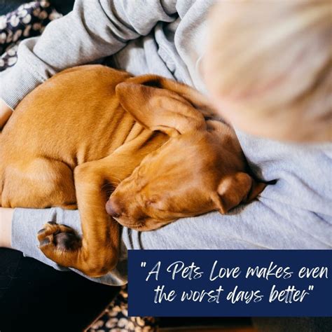 Contact Sunset Vets | Home Euthanasia and Palliative Care