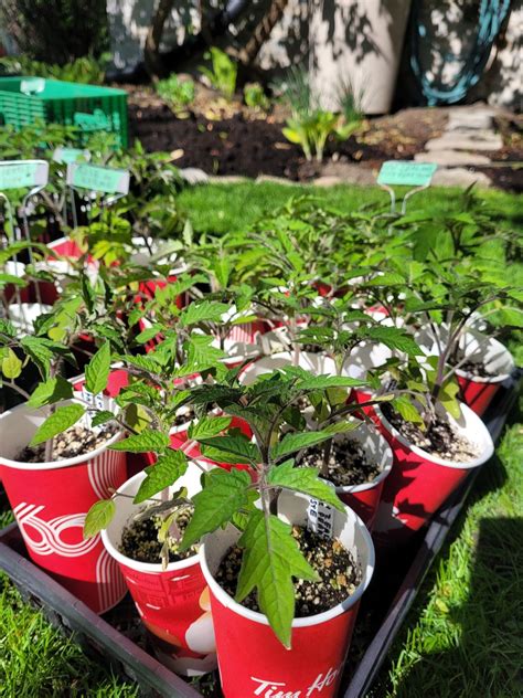 Plant Sale Bonus Day, 1910 Keeley Rd, Sydenham, ON, Canada, Harrowsmith ...