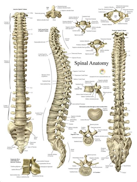 Spinal Column Vertebrae Anatomy Poster 18 X 24 Spine Wall Chart in ...