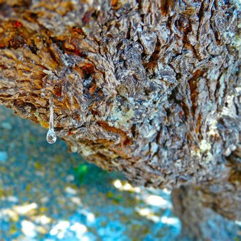 Image result for How to Get Sap Off Tree Trunk of Mastic Tree