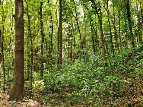 MAHOGANY FOREST (2024) All You Need to Know BEFORE You Go (with Photos ...