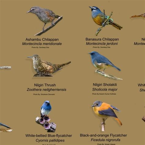 Birds Endemic To Western Ghats