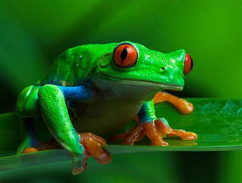 Image result for Tree Frog Terrarium