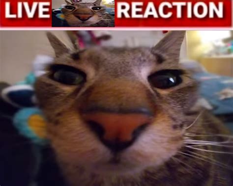 live cat reaction Memes - Imgflip