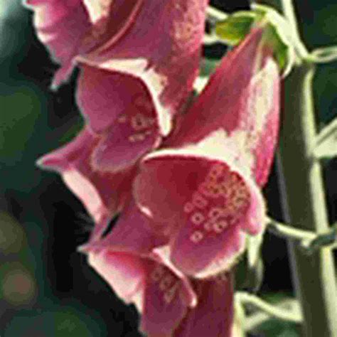 Roter Fingerhut - Roter Fingerhut - Digitalis purpurea L ...