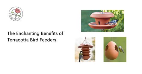 The Enchanting Benefits of Terracotta Bird Feeders – Prosperitymirra