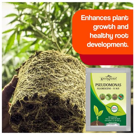 Buy KAYA NAVIRA Pseudomonas Fluorscens 1% W.P Powder Fungicide (500 g ...