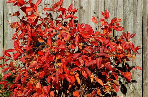 12 Seasonal Bush and Shrub Species With Red Leaves
