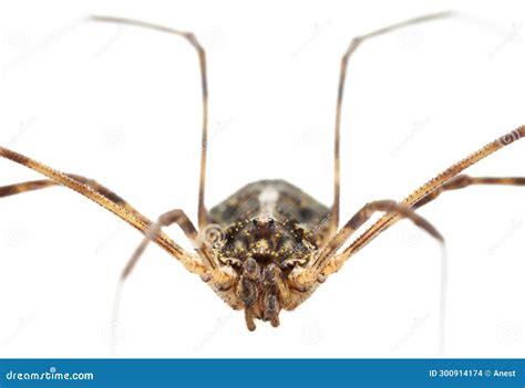 Macro Portrait of Daddy Longlegs Spider Stock Photo - Image of front ...