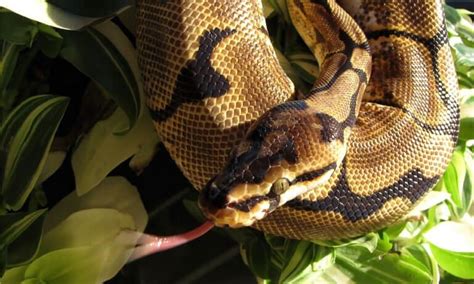 Image result for Spider Ball Python Color Chart