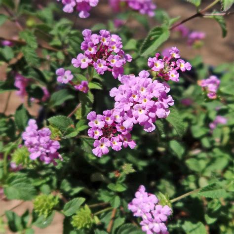 Shop ‘Lantana montevidensis – Purple Trailing Lantana’ Care and Growing Guide | Planet Desert