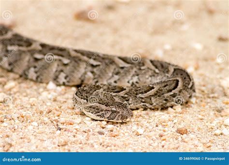 Puff adder snake in road stock photo. Image of dirt, snake - 34699060