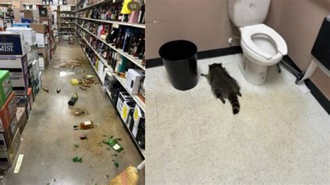 Black Friday Bandit: Raccoon Goes On Drunken 'Rampage' After Breaking ...
