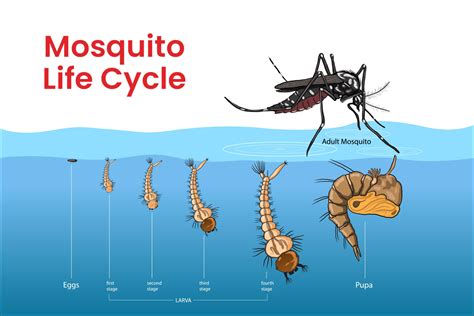 Getting to know the Aedes aegypti | Better Health, Brighter Future
