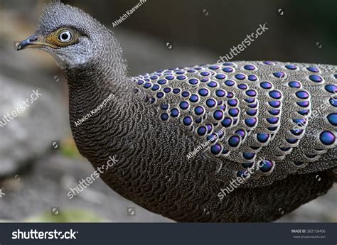 Grey Peacock Pheasant Stock Photo 382158406 | Shutterstock