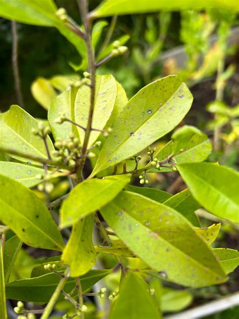 HELP! Diseased yerba mate plant (Ilex paraguariensis) : r/gardening