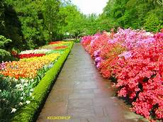 fiori di giardino i fiori di bach page 110 of 111 fiori di giardino i fiori di bach page 110 of 111