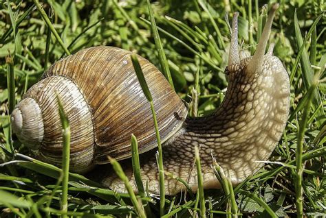 Garden Snail - At Least 5 Things You Didn't Know And Can't Imagine