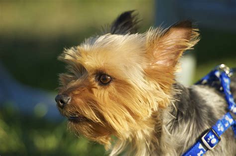 Silky Terrier Yorkie Mix