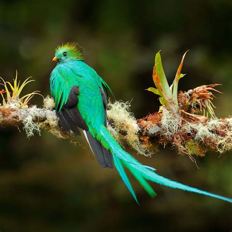 Species Of Quetzal
