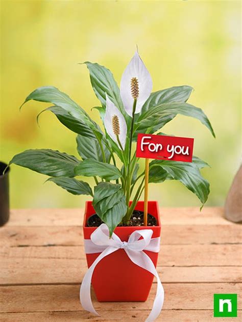 Buy Peace Lily Plants online from Nurserylive at lowest price.
