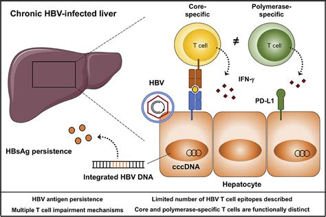 Cells | Free Full-Text | Intracellular Trafficking of HBV Particles