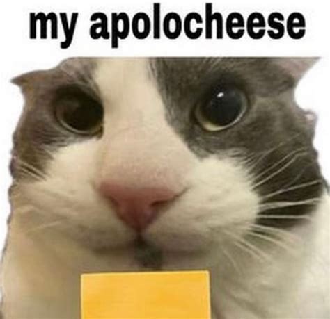 My apolocheese :3 | Süße katzen bilder, Lustige süße katzen, Lustige katzenbilder