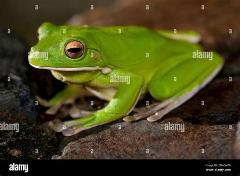 Image result for Small Tree Frog