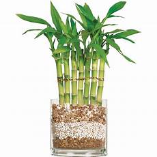 bambou en vase brussel s lucky bamboo 7 stalk curly small indoor bambou en vase brussel s lucky bamboo 7 stalk curly small indoor