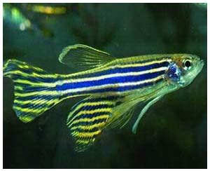 Zebrafish model helps scientists identify molecule that regulates heart ...