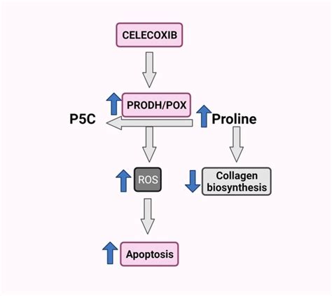 PRODH/POX-Dependent Celecoxib-Induced Apoptosis in MCF-7 Breast Cancer