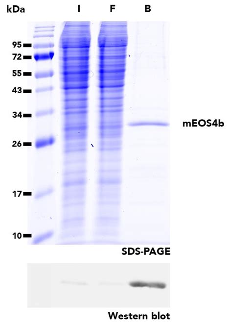 mEos-Trap Magnetic Agarose | Proteintech