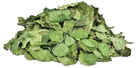 Dried Moringa Leaves Manufacturer, Supplier from Ahmedabad