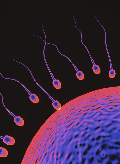 Image result for Human Fertilisation