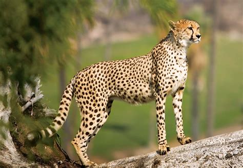 Genus Of Cheetah