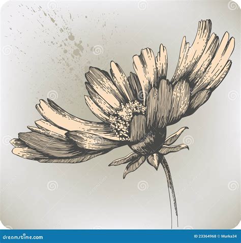 Beautiful Blooming Flowers, Hand-drawing. Vector I Stock Vector ...