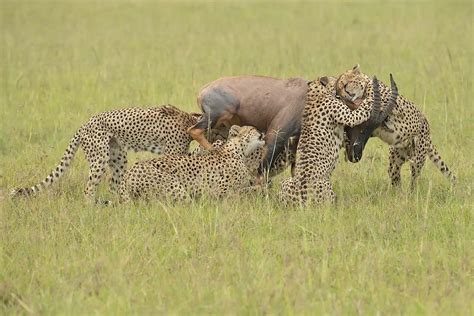 Prey Of Cheetah