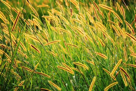 Seed Bead Spider Patterns 的图像结果