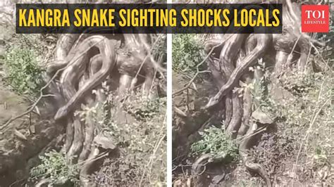Viral video! Thought it was tree roots; turns out to be massive cluster ...