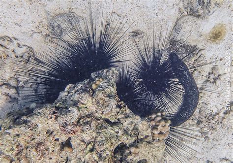Black Sea Urchin - Snorkelverse