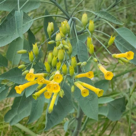 Nicotiana glauca - Calflora