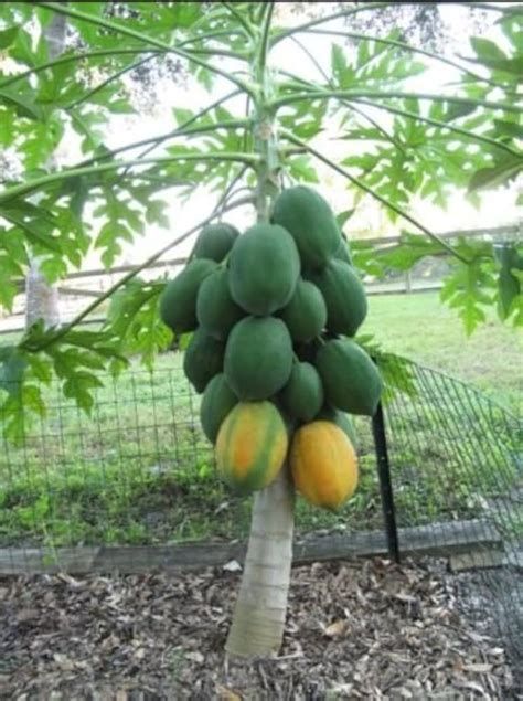 Rare Tropical Fruit Trees 的图像结果