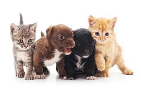 Pet Advice - Ashgrove Avenue Veterinary Clinic