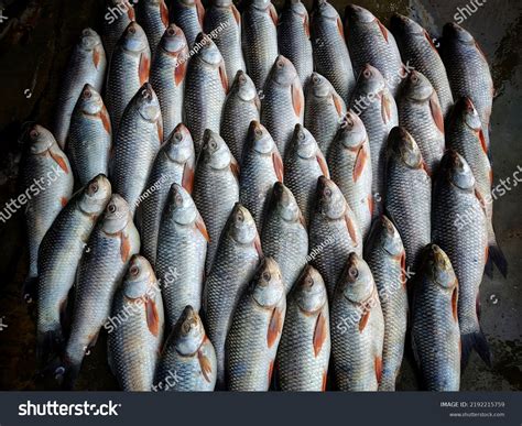 Rohu Carp Labeo Rohita Fish Arranged Stock Photo 2192215759 | Shutterstock