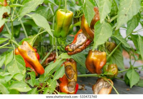 Image result for Pythium Root Rot Signs