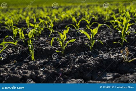 Image result for PowerPoint Data Visualization Simple
