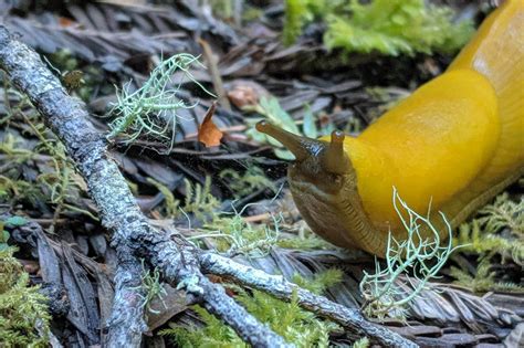 Henry Cowell Redwoods State Park - Sempervirens Fund