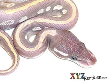 Purple Python Snake 的图像结果