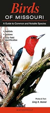 Buy Birds of Missouri: A Guide to Common and Notable Species Book ...